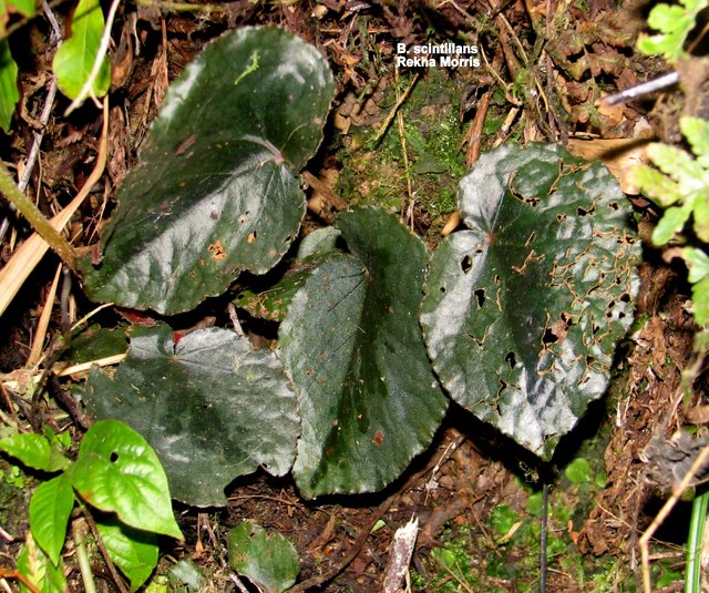 B. scintillans